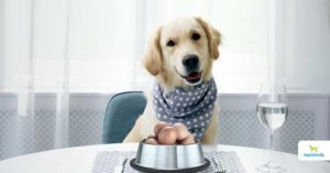 can dogs eat eggs - Dogs Naturally can dogs eat eggs